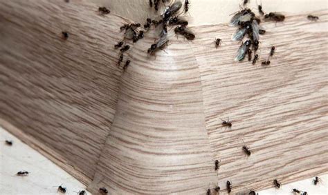 evde çıkan kanatlı karıncalar nasıl yok edilir